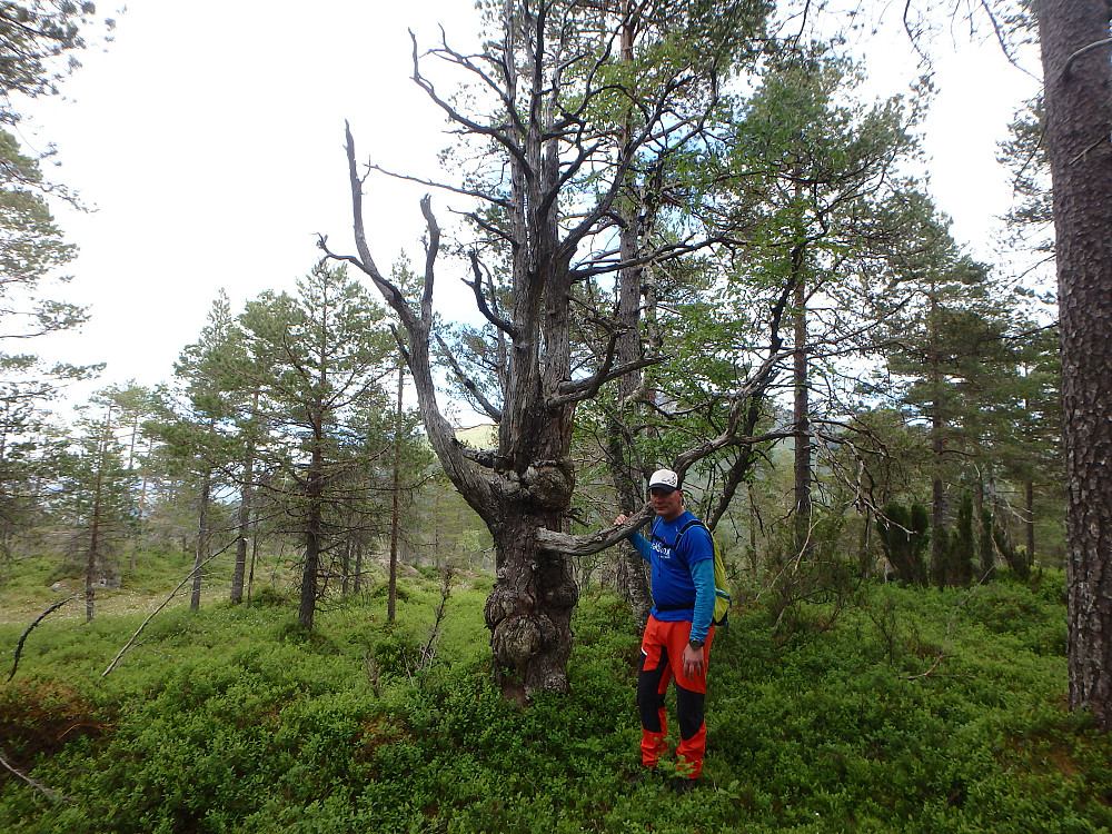 Heggemesfjellet.