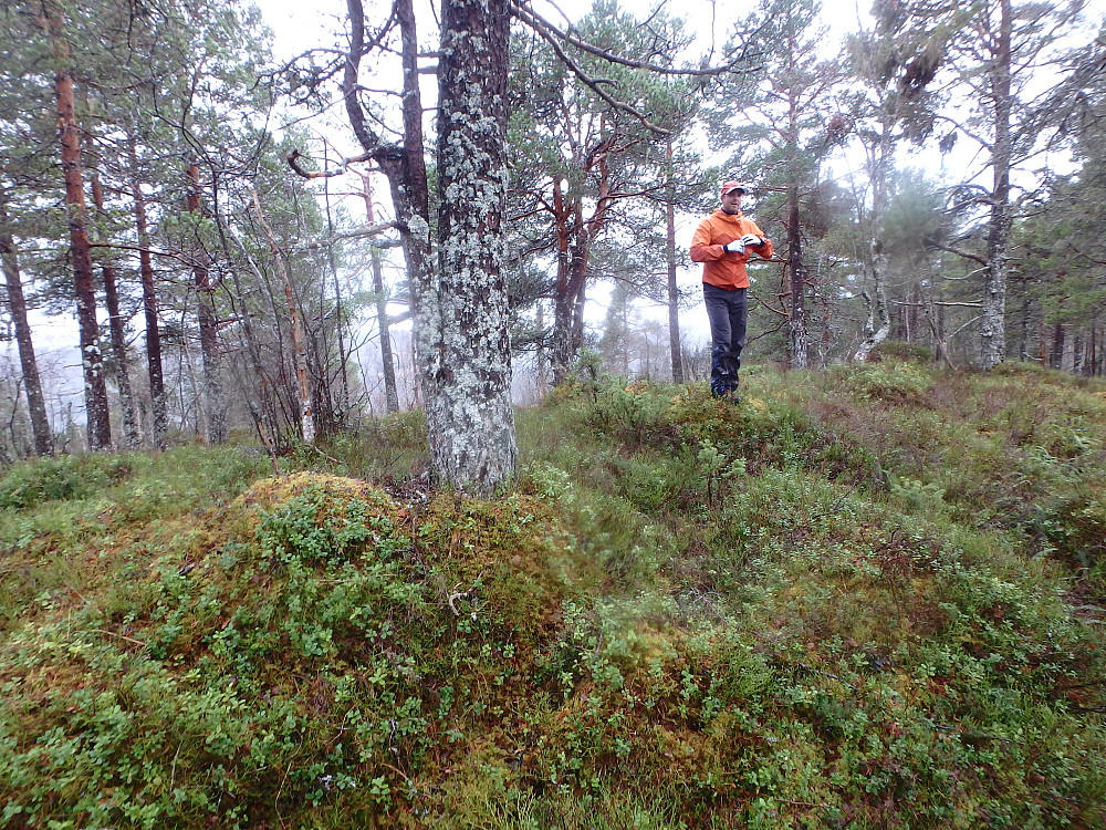 Treet stod på topp punktet. Dagens pb. golfs siste bestigning.