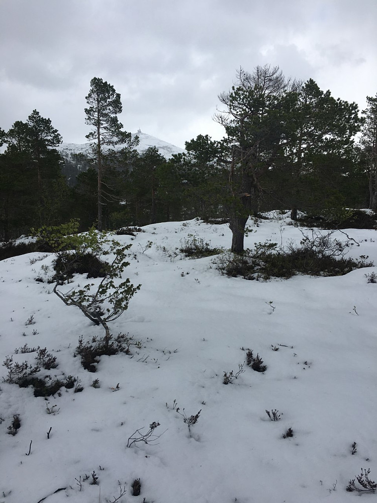 Skiføre her....