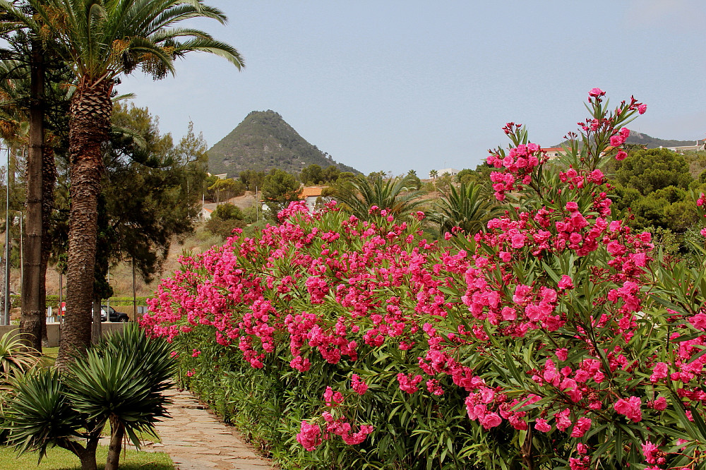 Blomsterprakt i utkanten av Vila Baleira. Pico do Castelo i stikker opp i bakgrunnen.