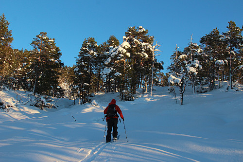 Fint føre i øvre del av skogen.