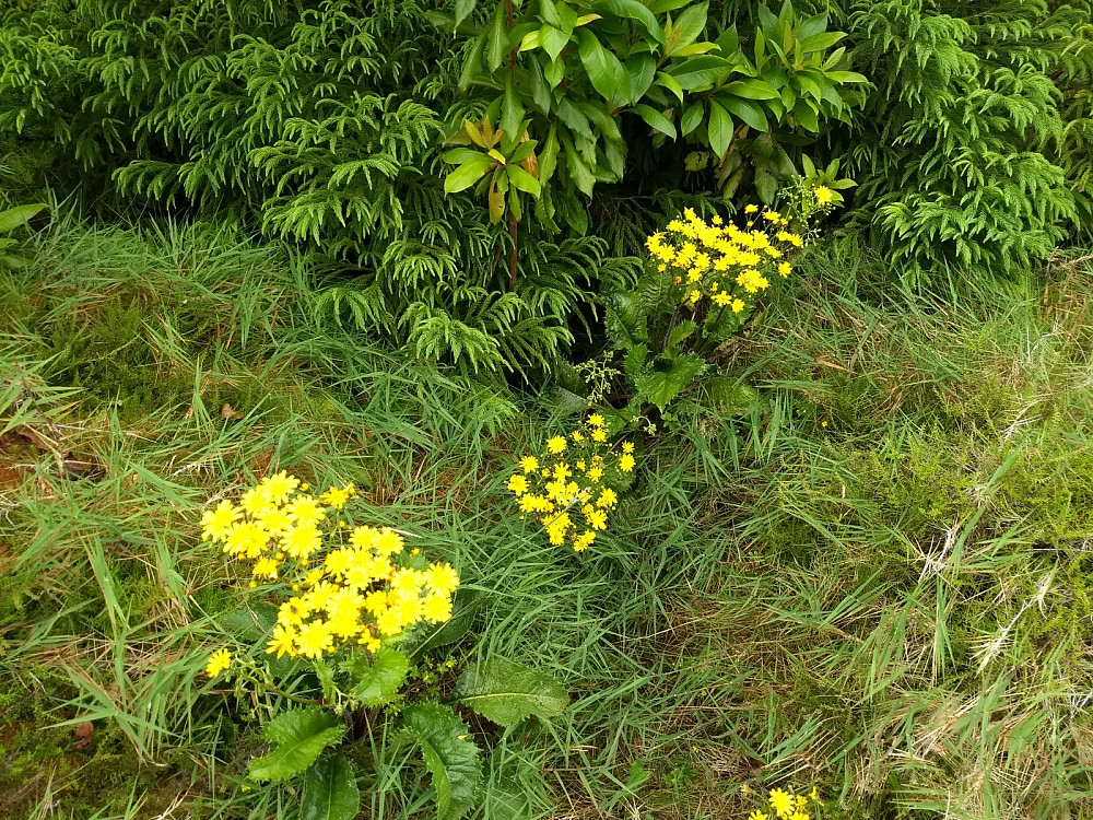 Frodig