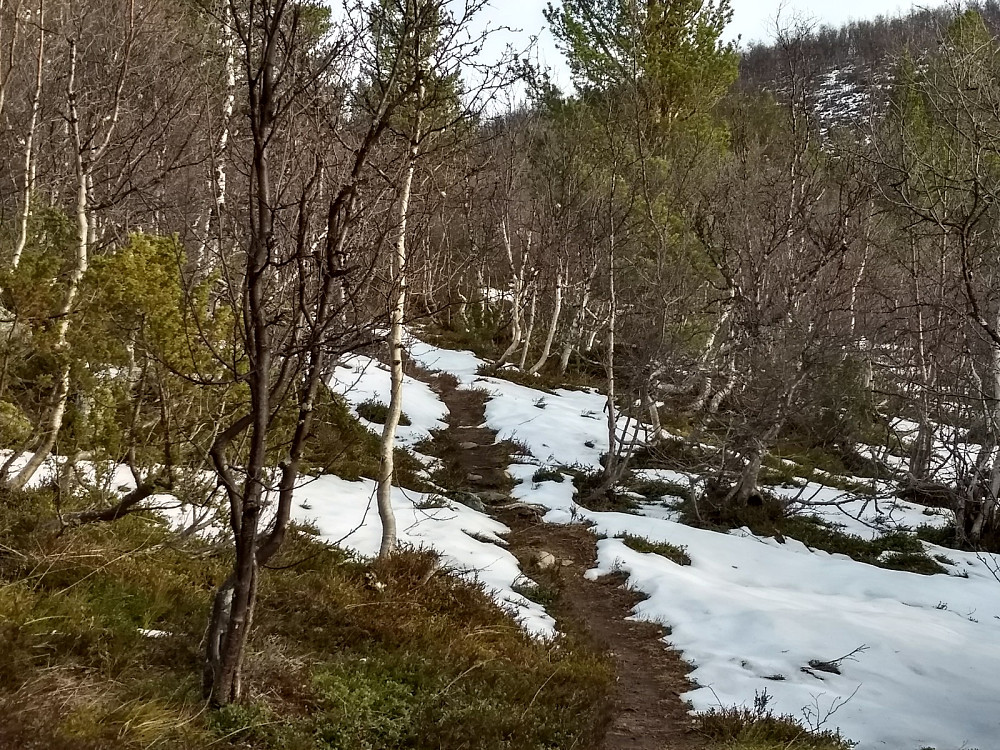 Tørr sti mellom snørester tidlig på turen.