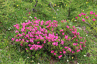 GeirI_20200329_5e80cc02701dc.jpg