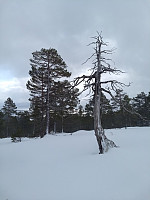 GeirI_20200413_5e94450abbcb7.jpg