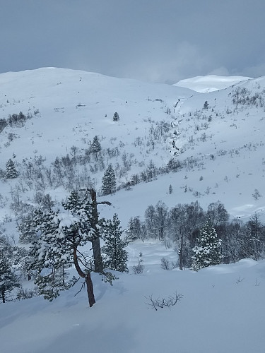Mot Tågheia og Audunshø. Sjeldent kvite.