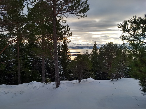 Mildere på toppen av Jensgurilia....