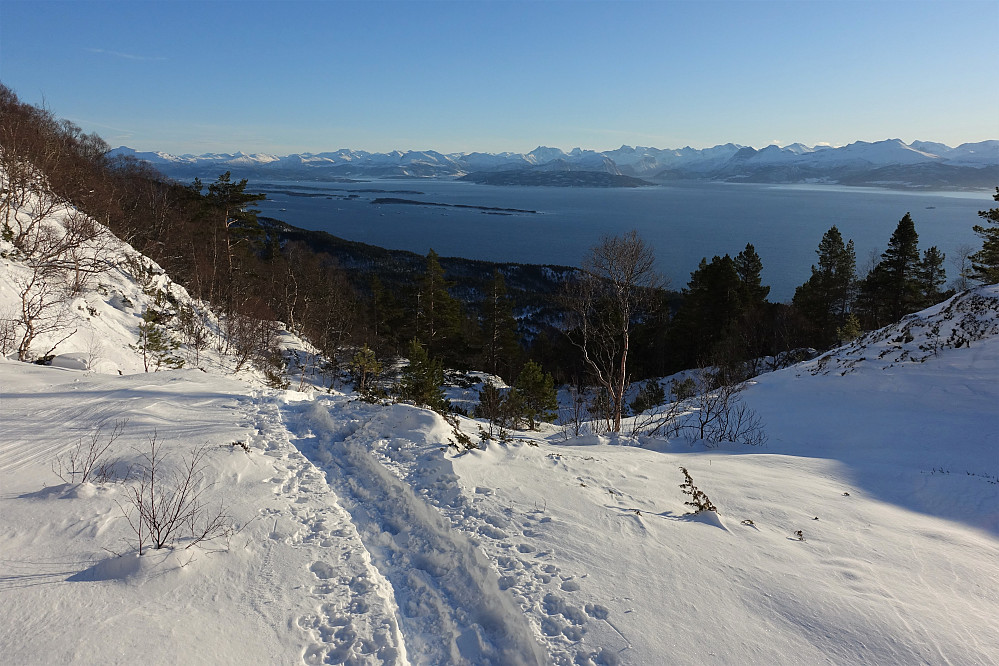 Trugesporet førte meg helt opp over skogrensa. 