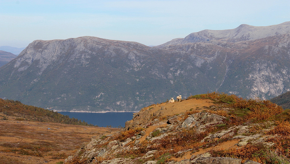 Sauer på Varghaugen.