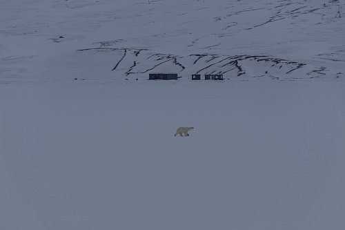 Isbjørn i Petuniabukta på vei ut.