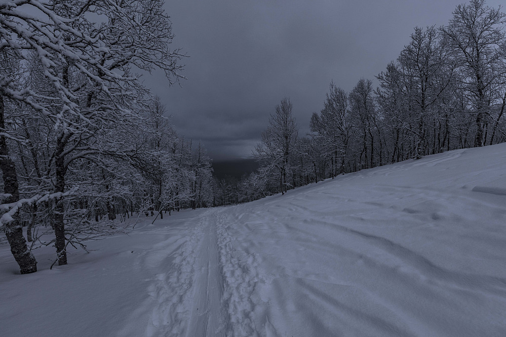 Godt med snø i skogen
