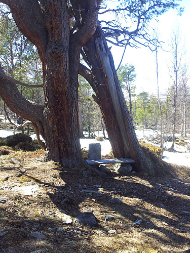 Storfurubenken