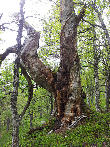 Gammelfurua