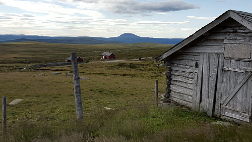 Storeskag