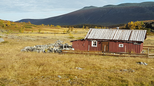 Lægeret med Gråskarvet rett bak