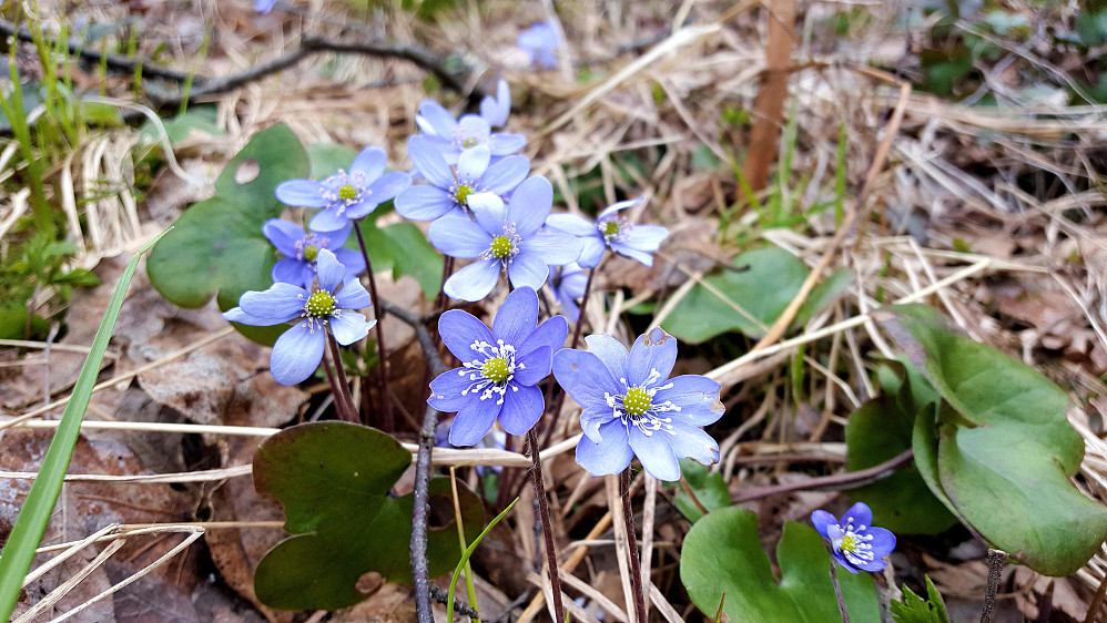 Blåveis & vår i skogen