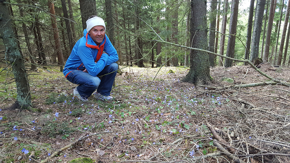 Blåveisskogen