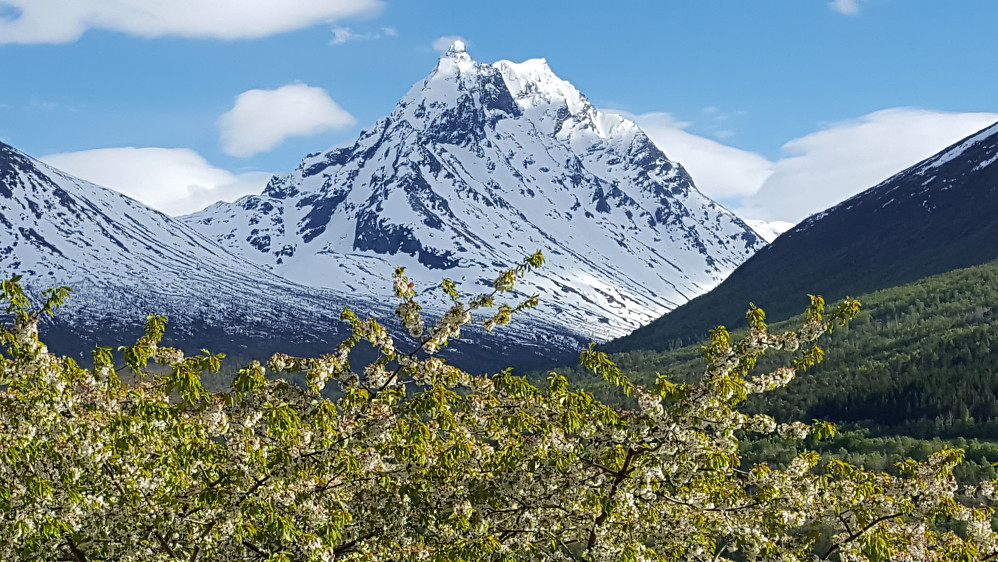 Isfjorden - Kirsebærtreet - Venjetinden :)