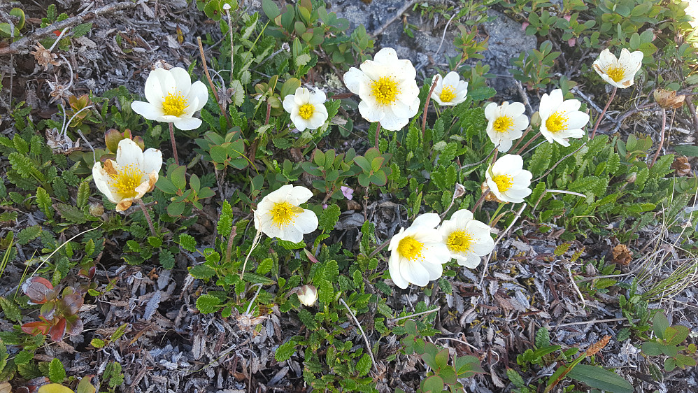 Reinrose
