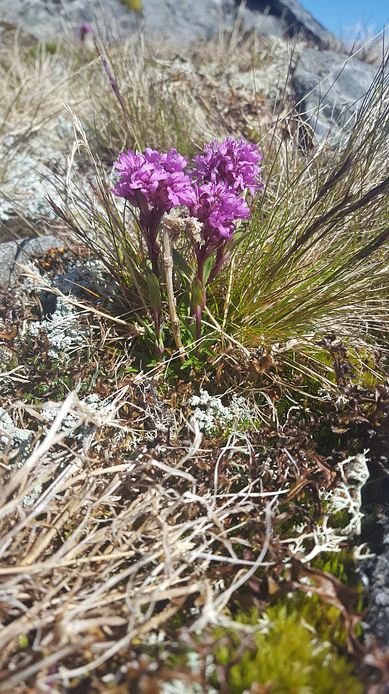 Fjelltjæreblom
