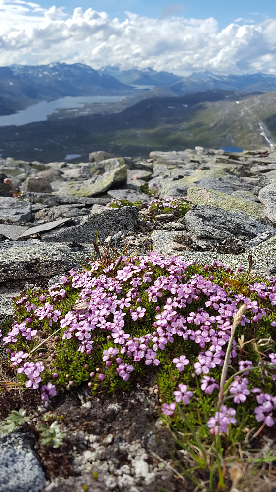 Fjellsmelle - Torbudalen/Osvatnet i bakgrunnen