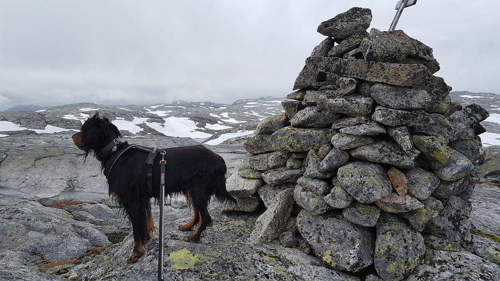 Skjemmehorgi
