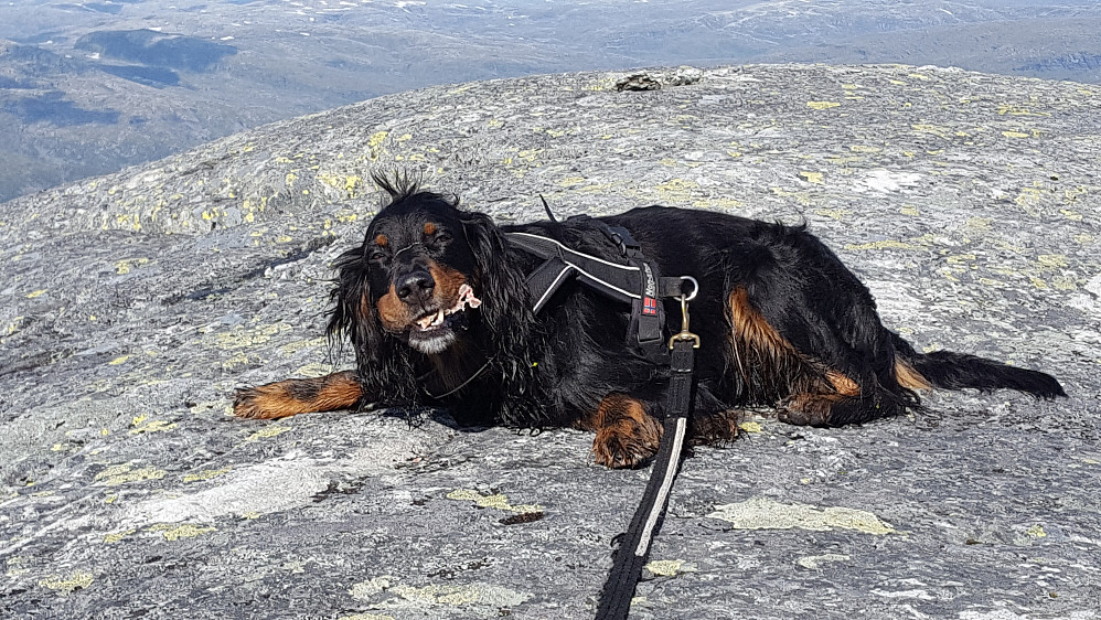 Gærningen slafser i seg et tørt grisøre :)