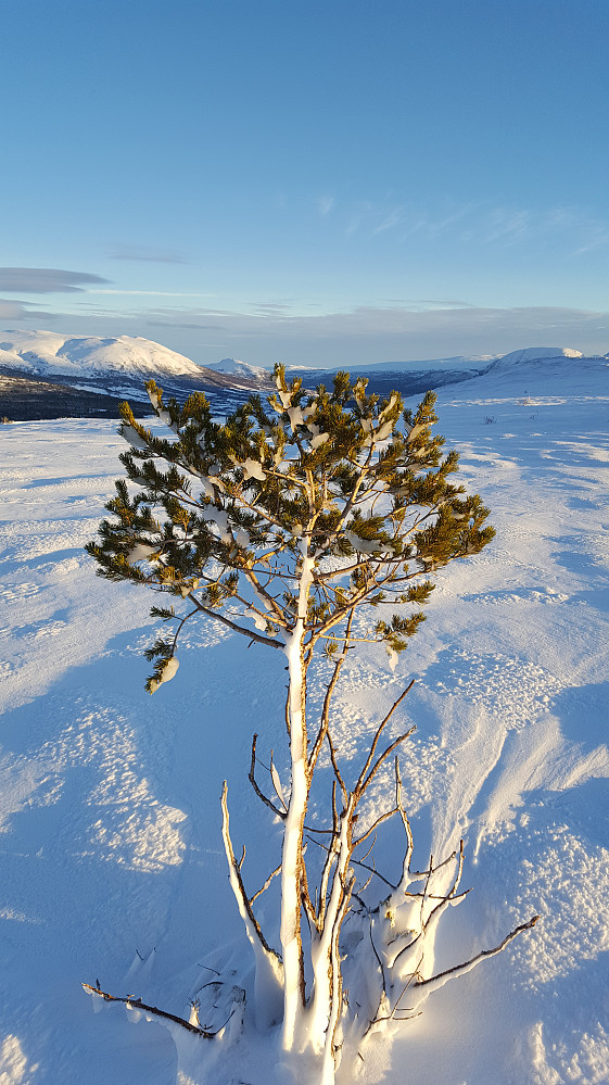 Desemberstemning