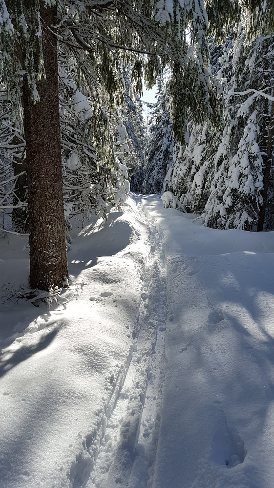 Vinter i granskogen