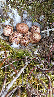 JoSo_20170603_5931ee08145ff.jpg
