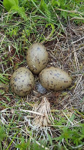 Måkereir