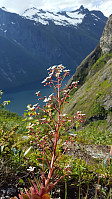 JoSo_20170716_596b5b496ae2a.jpg