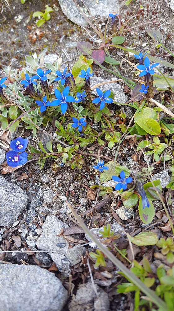 Gjevillvasskammene er viden kjent for sin blomsterprakt - her er fjellets flotteste blåfarger i Snøsøte og Bergveronika