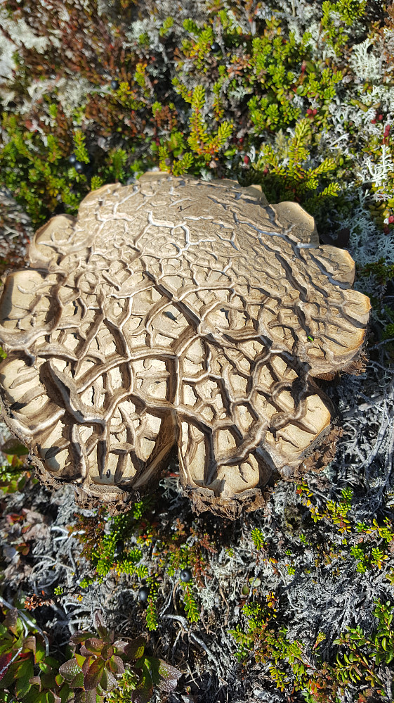 En artig og rar sopp :)