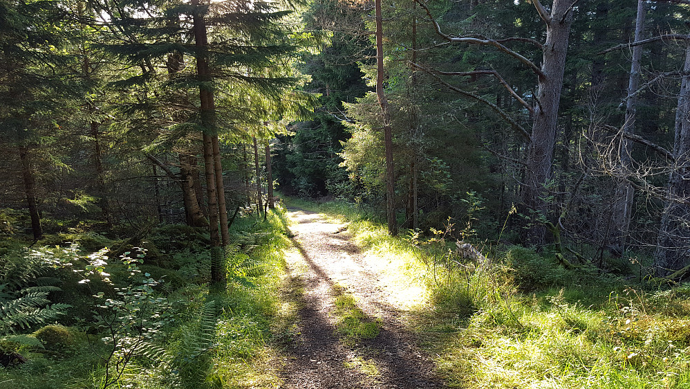 Idyllisk skogsvei ved Reme