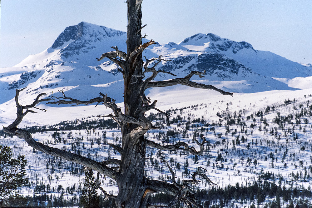 Snota