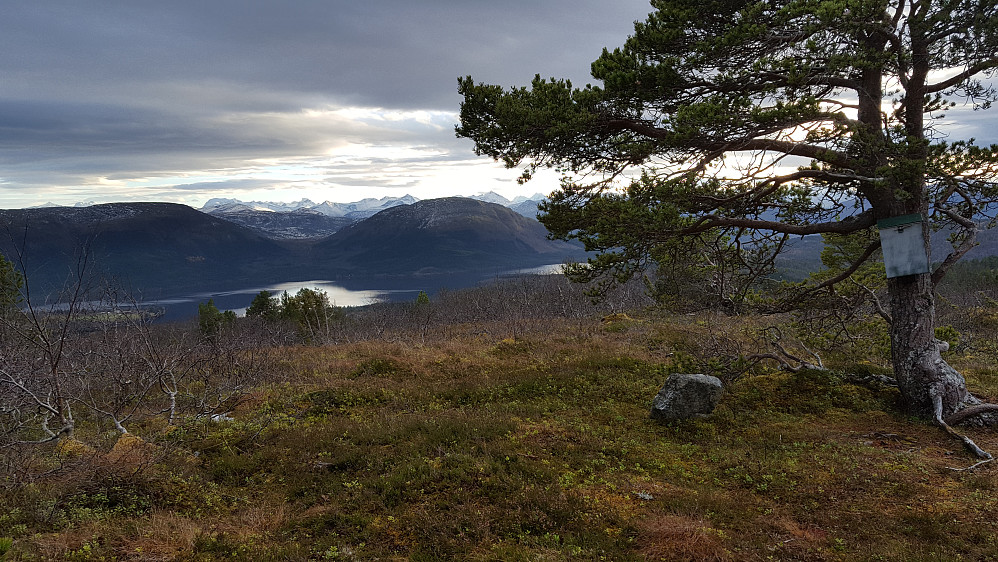 Trimkasse på et tre ved fortoppen.
Utsikt mot Fosterlågen & Vetafjellet i sør