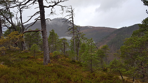 Kvitfjellet (Oksen) sett fra Kolåsen