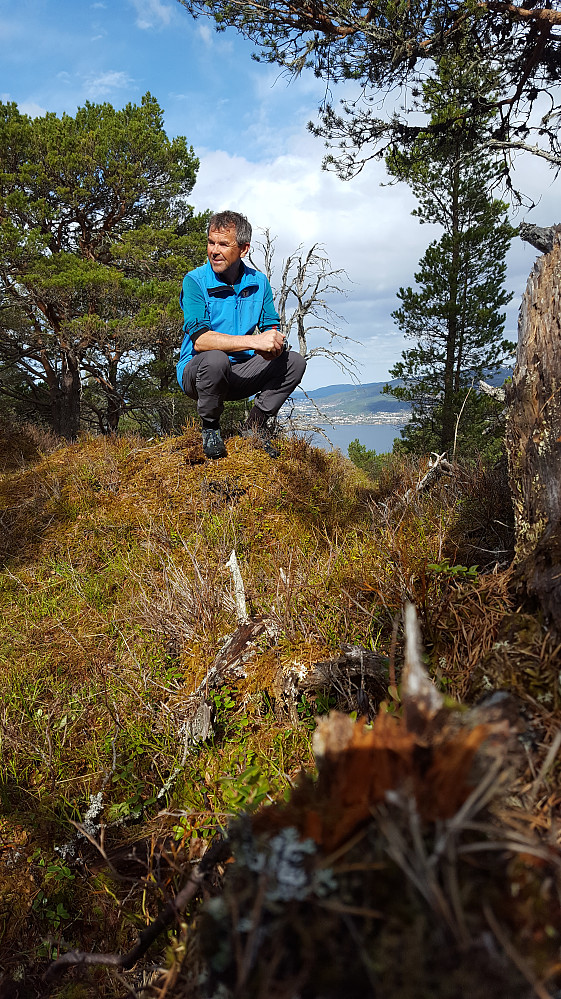 En topp i skogen..