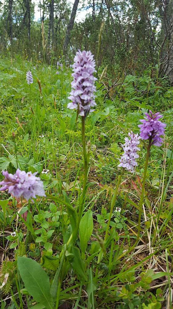 Flekkmarihånd