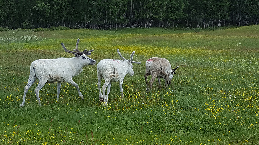 Tamrein ved Tamneset :)