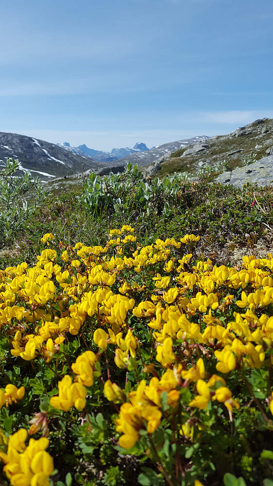 Rundbelg eller fjelltiriltunge..?