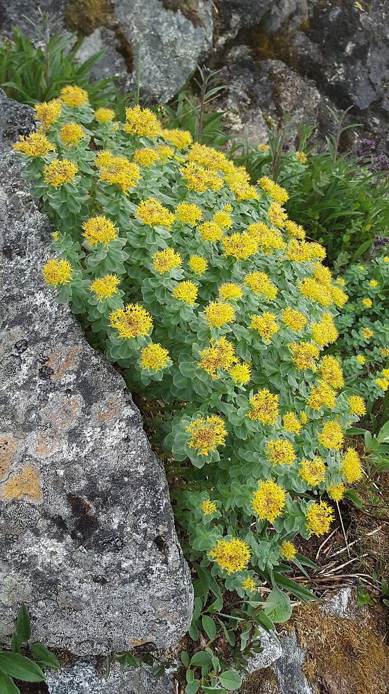 Et prakteksemplar av Rosenrot (Fjellkrans)