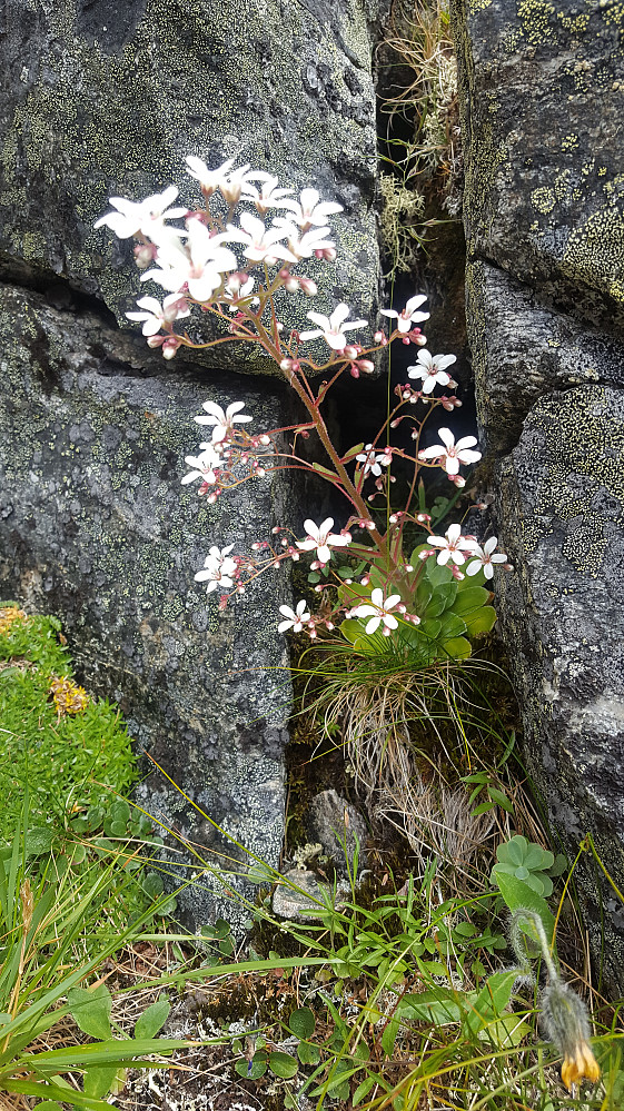 Bergfrue - Norges nasjonalblomst