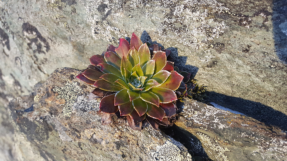 Bergfrue :)
Kun bladrosetten står igjen i berghylla på årets korteste dag - Norges nasjonalblomst, og Møre og Romsdals fylkesblomst.