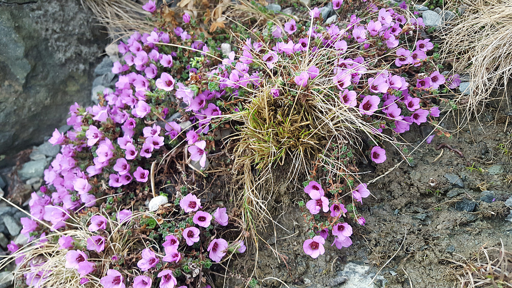 Rødsildre i full blomst på 1120 moh i slutten av april :)
