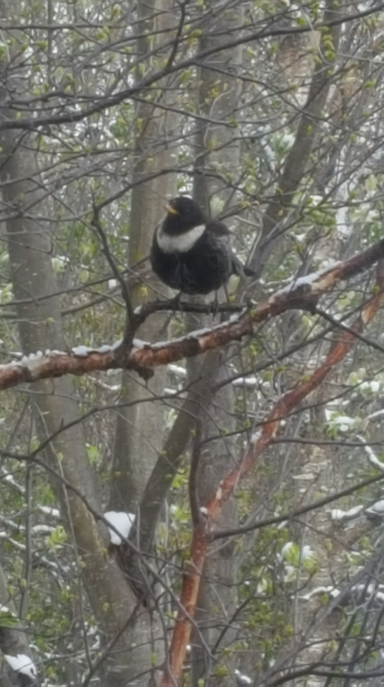En forvirret ringtrost i vårskogen :)