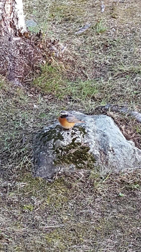 En rødstjert-hann i vårskogen :)