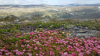 JoSo_20190621_5d0c8aafed3f4.jpg