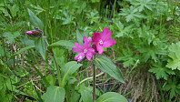 JoSo_20190621_5d0c8ac0b9b33.jpg